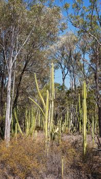 Prickly Pear Invasion In Central Queensland Australia