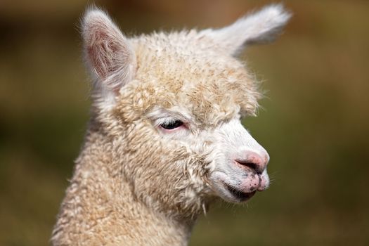 Close Up Of Wooly Faced Young Alpaca