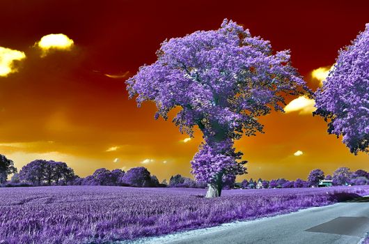 Beautiful purple infrared landscape in high resolution