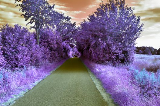 Beautiful purple infrared landscape in high resolution