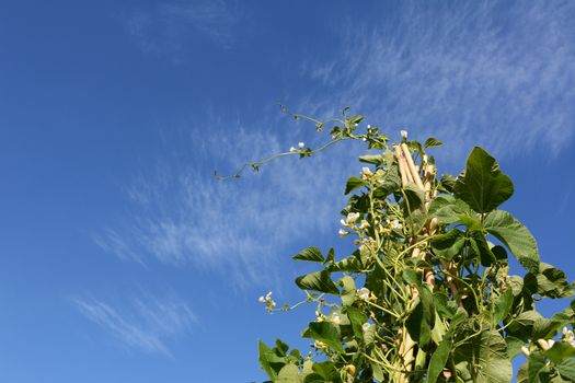 Tall wigwam of Wey runner bean vines with white flowers