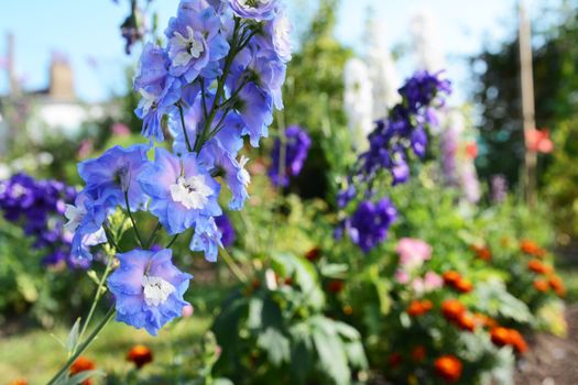 Light blue delphinium against colourful flower garden