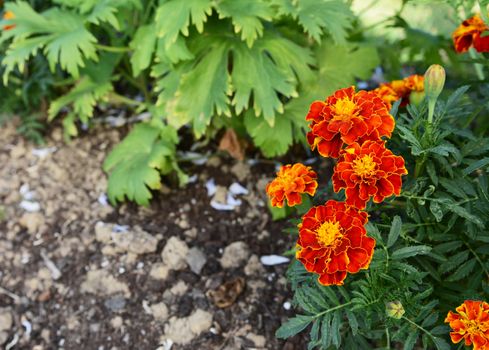 Red and yellow French marigolds with dark green foliage