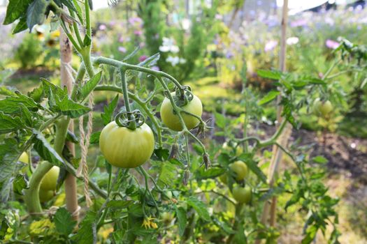 Ferline cordon tomato plant with green fruit