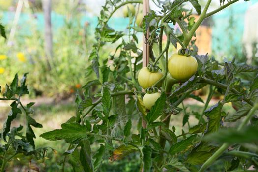 Three Ferline tomato fruits grow among fragrant foliage on a cor