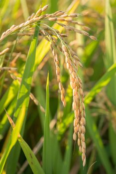 Close up to rice seeds in ear of paddy Lombardy