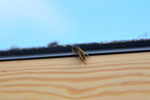 Wasp on the inside of a window frame