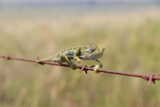 Flap Necked Chameleon Navigating Barbed Wire (Chamaeleo dilepis)