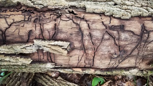decaying wood log with termite or beetle or worm damage