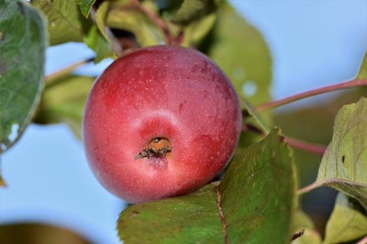 A single red apple in an appletree as a close up from below