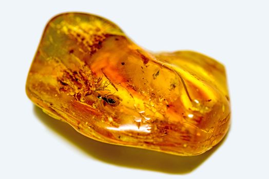 amber with embedded insects