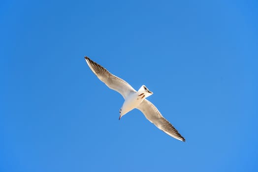 Black-headed gull flying