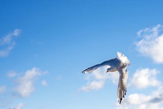Black-headed gull flying