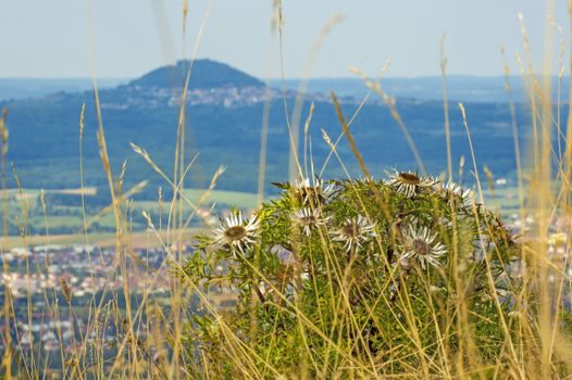Carlines thistle with the famous hill Hohenstaufen in Germany