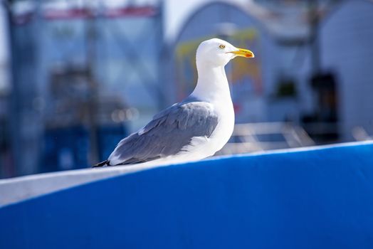 Herring gull on a blue trawler