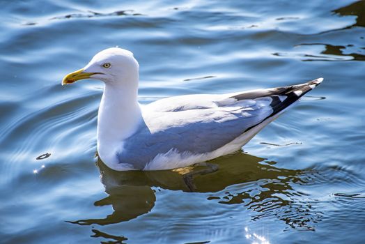 Herring gull, Larus fuscus L.