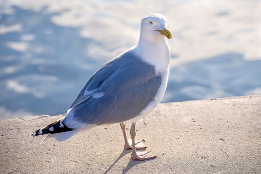 Herring gull, Larus fuscus L.