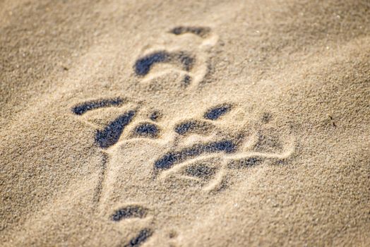 gull tracks in sand