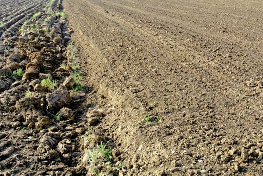acre prepared for sowing