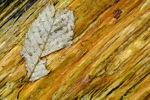 Old leaf on rotten wood