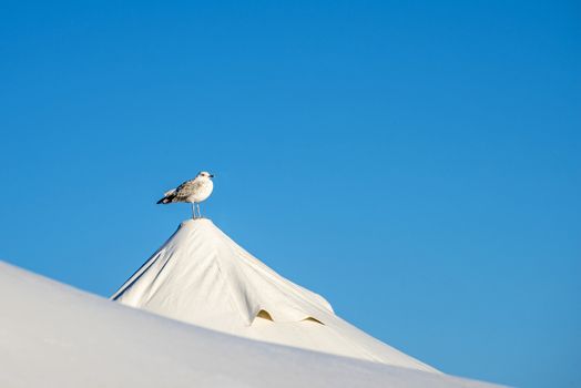 Gull on a tent