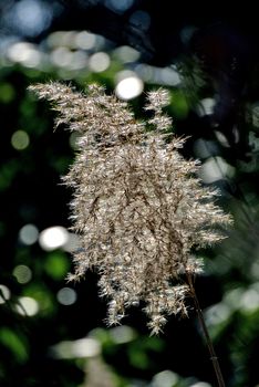 reed in backlight
