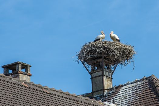 storks in a nest