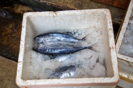 Dead fish in a box in Negombo, Sri Lanka