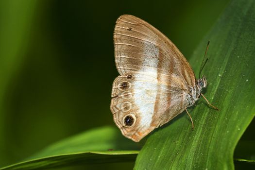 Tropical Butterfly, Maquipucuna Cloud Forest Reserve, Ecuador