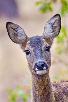 European Roe Deer, Mediterranean Forest, Spain