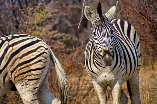 Plains Zebra, Khama Rhino Sanctuary, Botswana