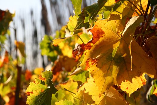 vines leaves in autumn