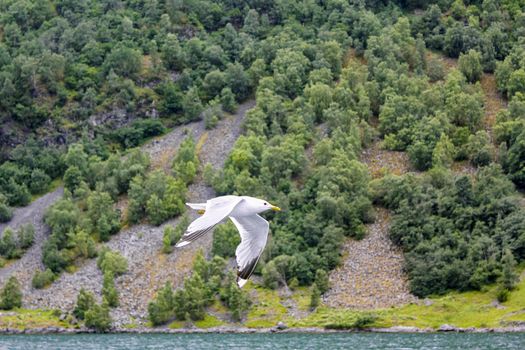 Seagulls fly through the beautiful mountain fjord landscape in Norway.