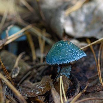 Mushroom in the grass close up