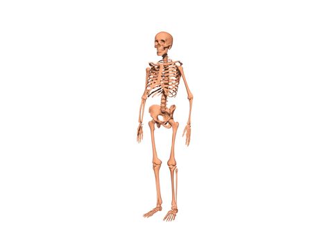 Skeleton as an undead bone man