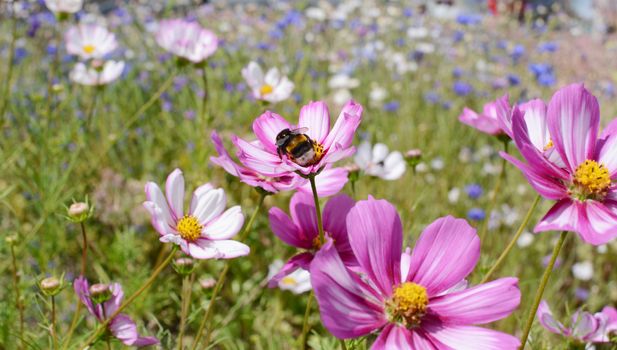 Bumble bee taking nectar from Cosmos flowers