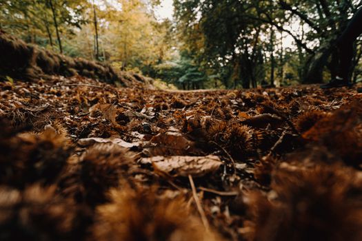 Landscape of the floor of the forest filled with chestnuts during the autumn with a lot of trees and fallen leaves