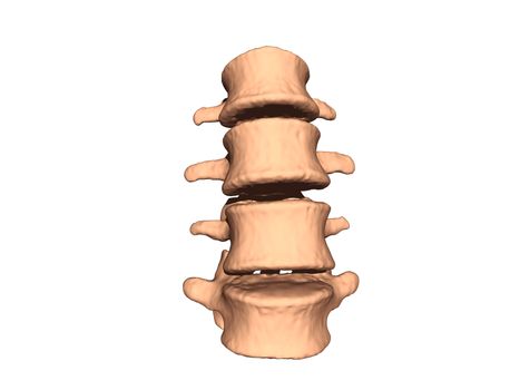 Spine with bones and cartilage