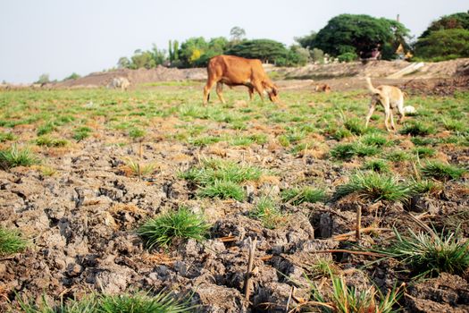 Grass on arid soil and cow.