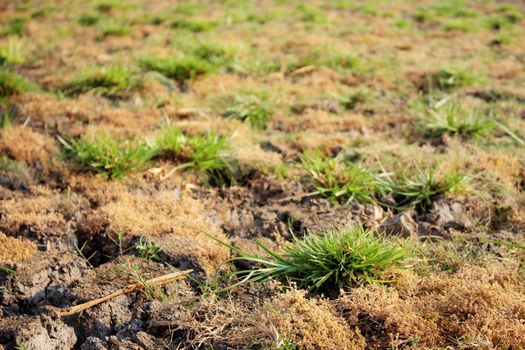 Grass on arid soil of field.