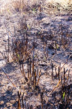 Ashes and wreck stump grass after the fire
