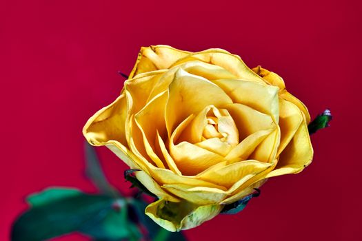 Beautiful blooming yellow rose on a red background