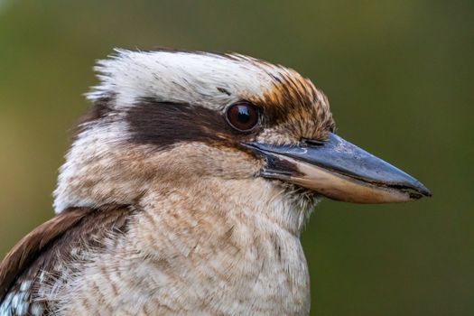 Close up of a Laughing Kookaburra on dark green background