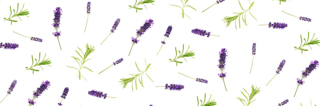 lavender flowers arranged on white background. flat lay mock up, Minimal background concept. flower floral composition isolated on white not pattern