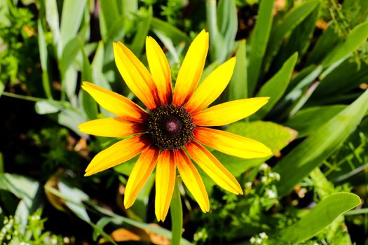 A Black-eyed Susan Rudbeckia hirta flower in the midst of a flower bed.