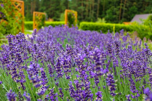 Lavender Field in the summer, nature, background.