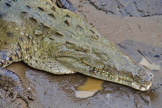 American Crocodile, Crocodylus acutus, Costa Rica