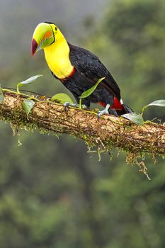 Keel-billed Toucan, Sulfur-breasted Toucan, Rainbow-billed Toucan, Tropical Rainforest, Costa Rica