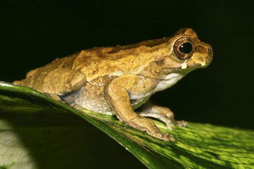 Tropical Green Frog, Napo River Basin, Amazonia, Ecuador