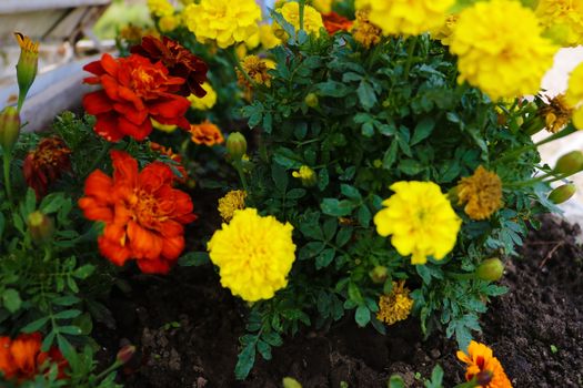 Blooming cultivar French marigold, Tagetes patula in the autumn garden.